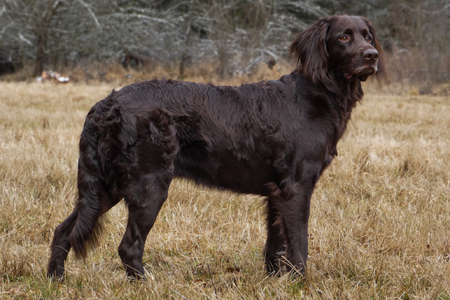 Zwinger vom Aystetter Forst